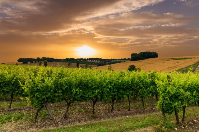 Pour les passionnés, le vignoble bordelais un des plus prestigieux du monde à visiter sans modération